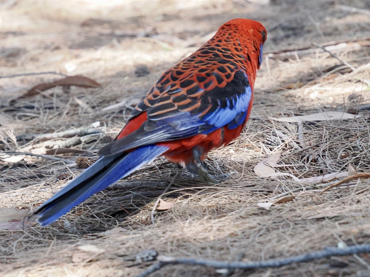 Crimson Rosella - ML646142489