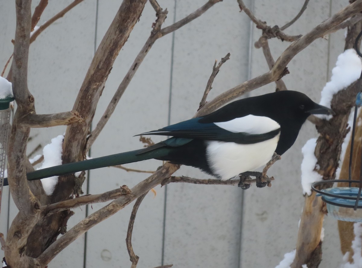 Сорока канадська - ML646142490