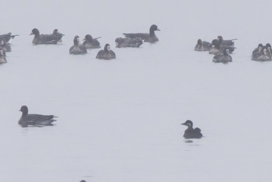 Ahatebeltz eurasiarra - ML646142496