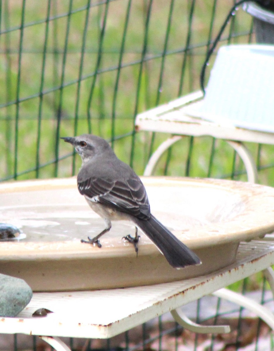 Northern Mockingbird - ML646142499