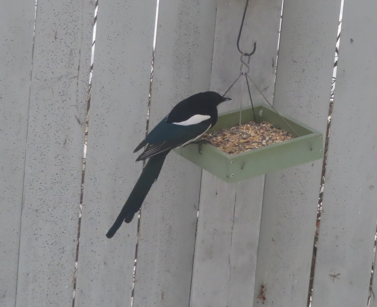 Сорока канадська - ML646142503