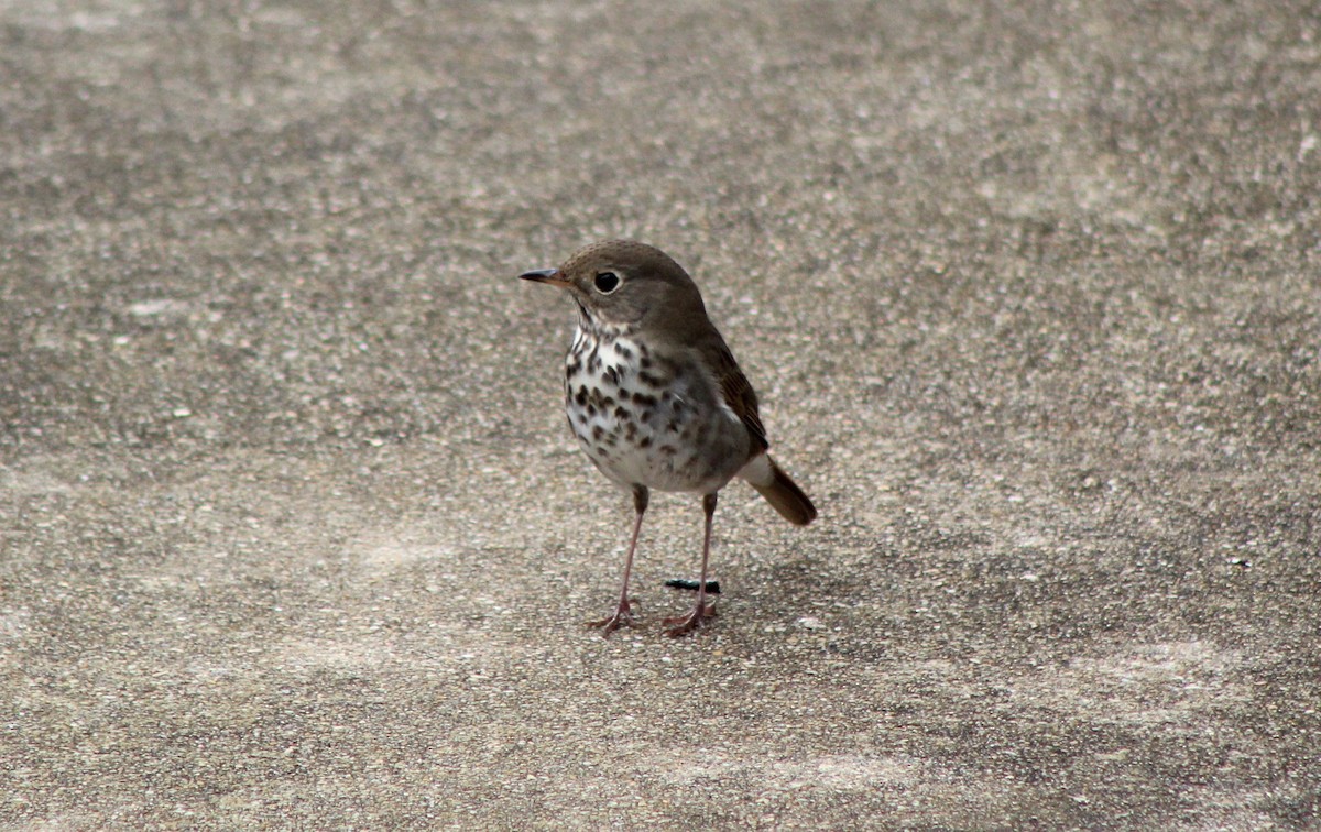 Hermit Thrush - ML646142505