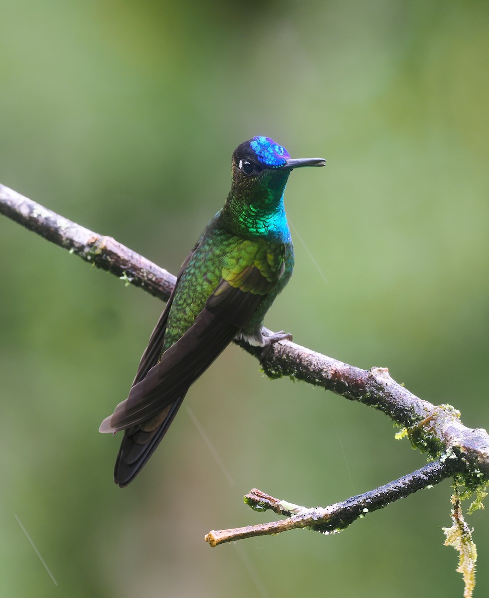 Violet-fronted Brilliant - ML646142508