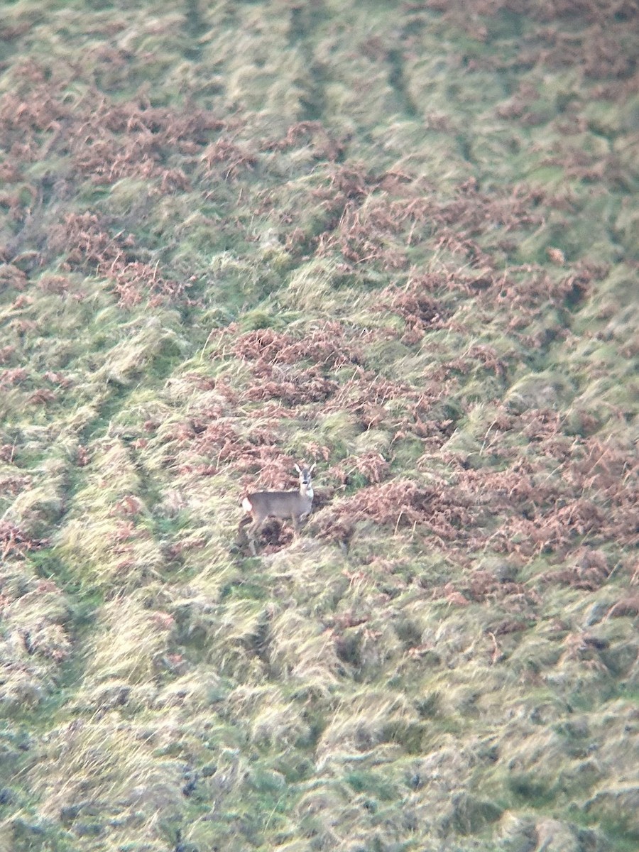 西方狍 - ML646142509