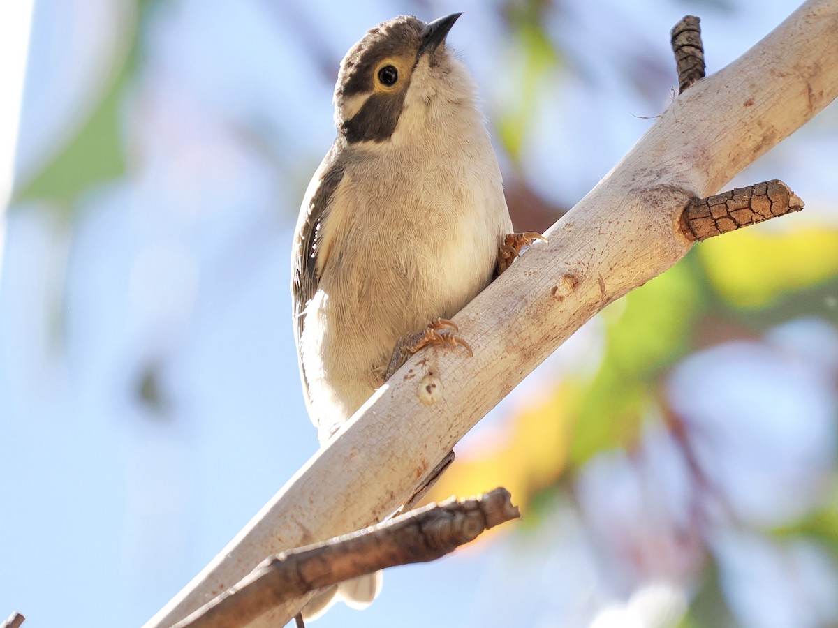 Brown-headed Honeyeater - ML646142511