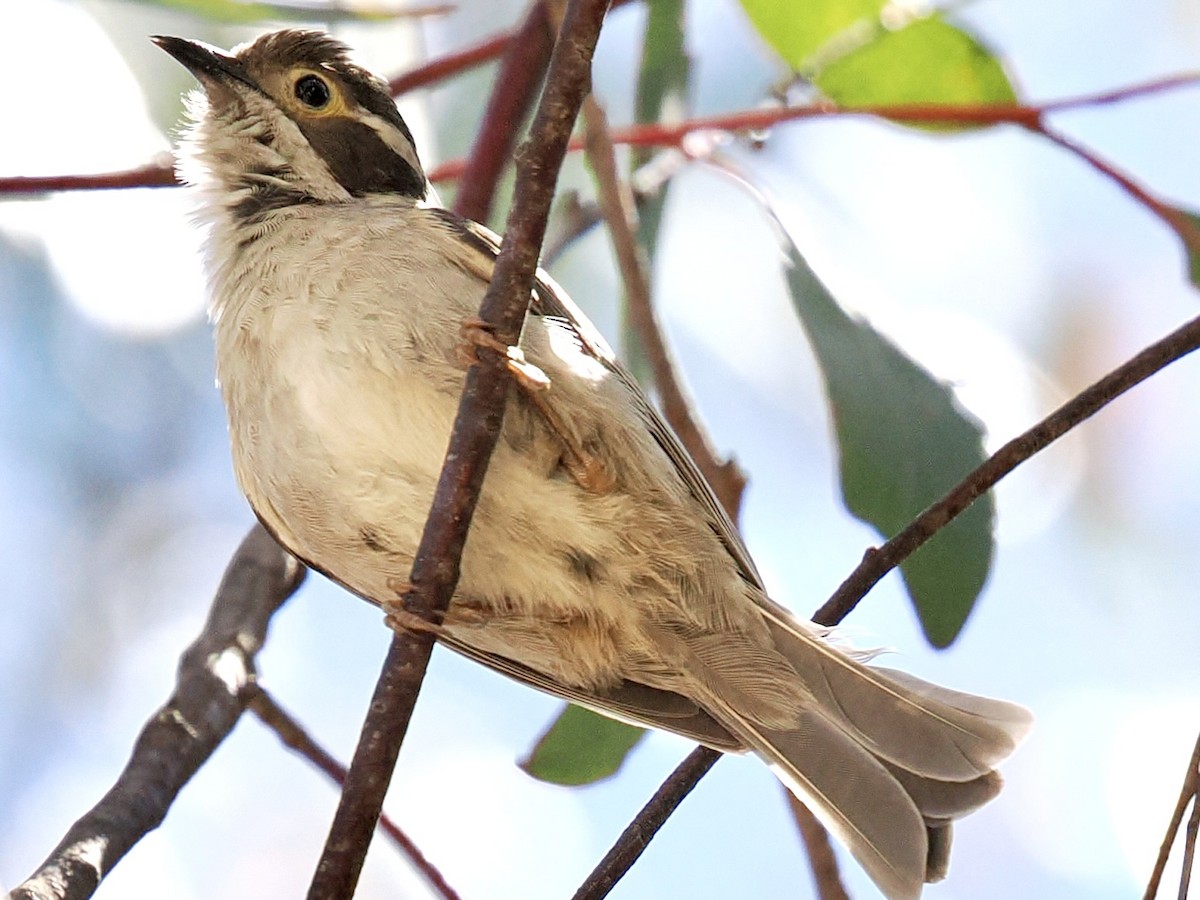 Brown-headed Honeyeater - ML646142512