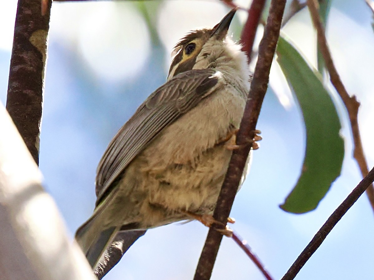 Brown-headed Honeyeater - ML646142513