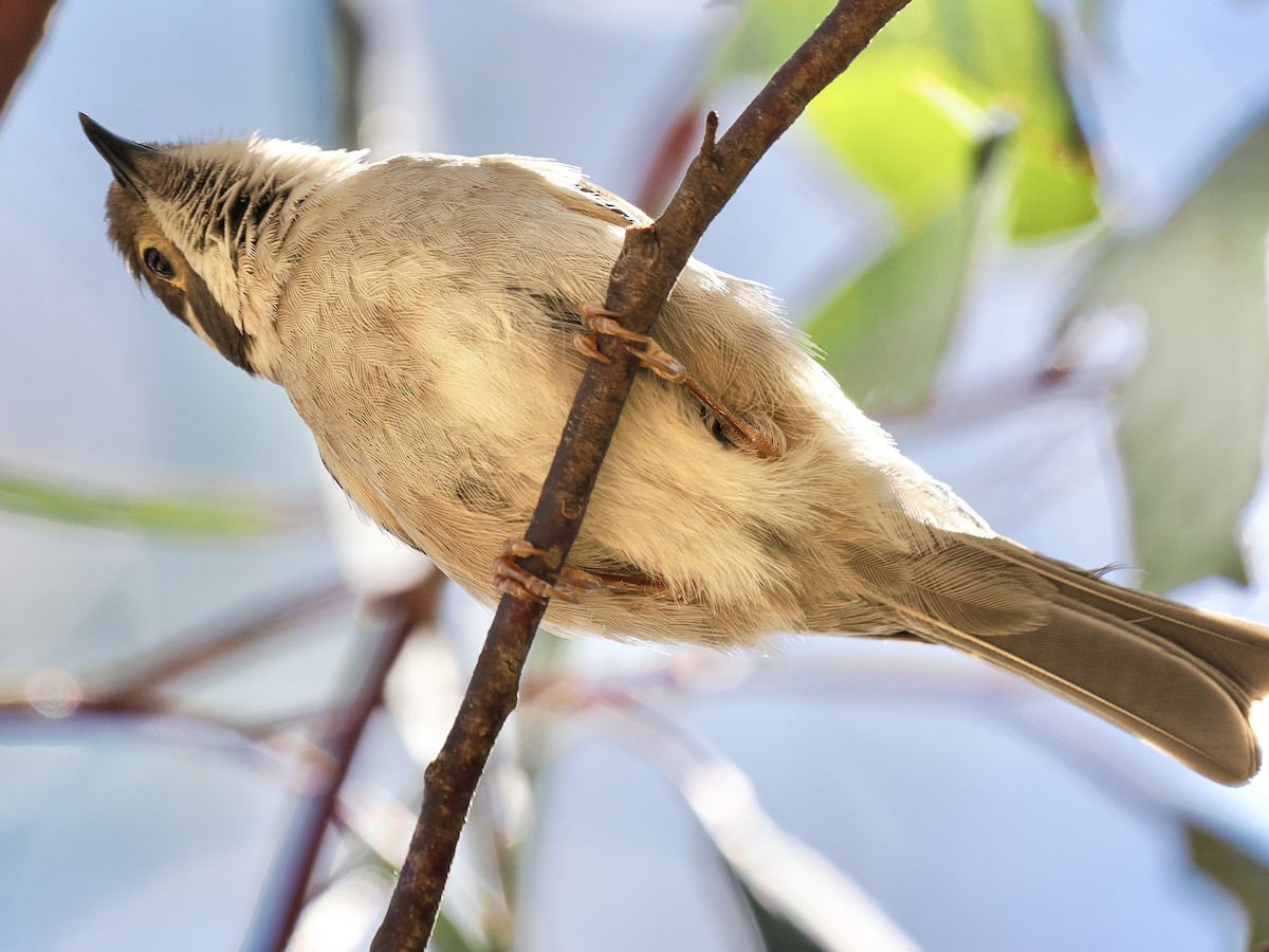 Brown-headed Honeyeater - ML646142514