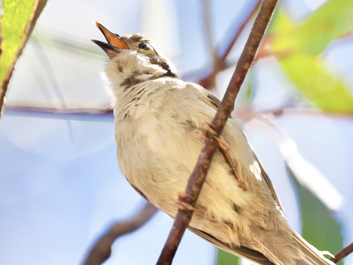 Brown-headed Honeyeater - ML646142515