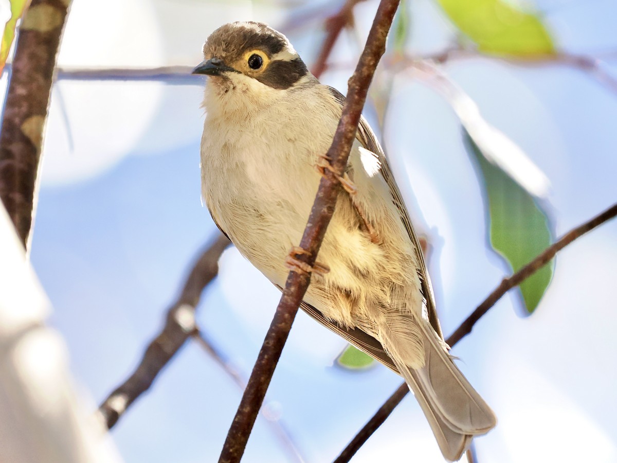Brown-headed Honeyeater - ML646142516