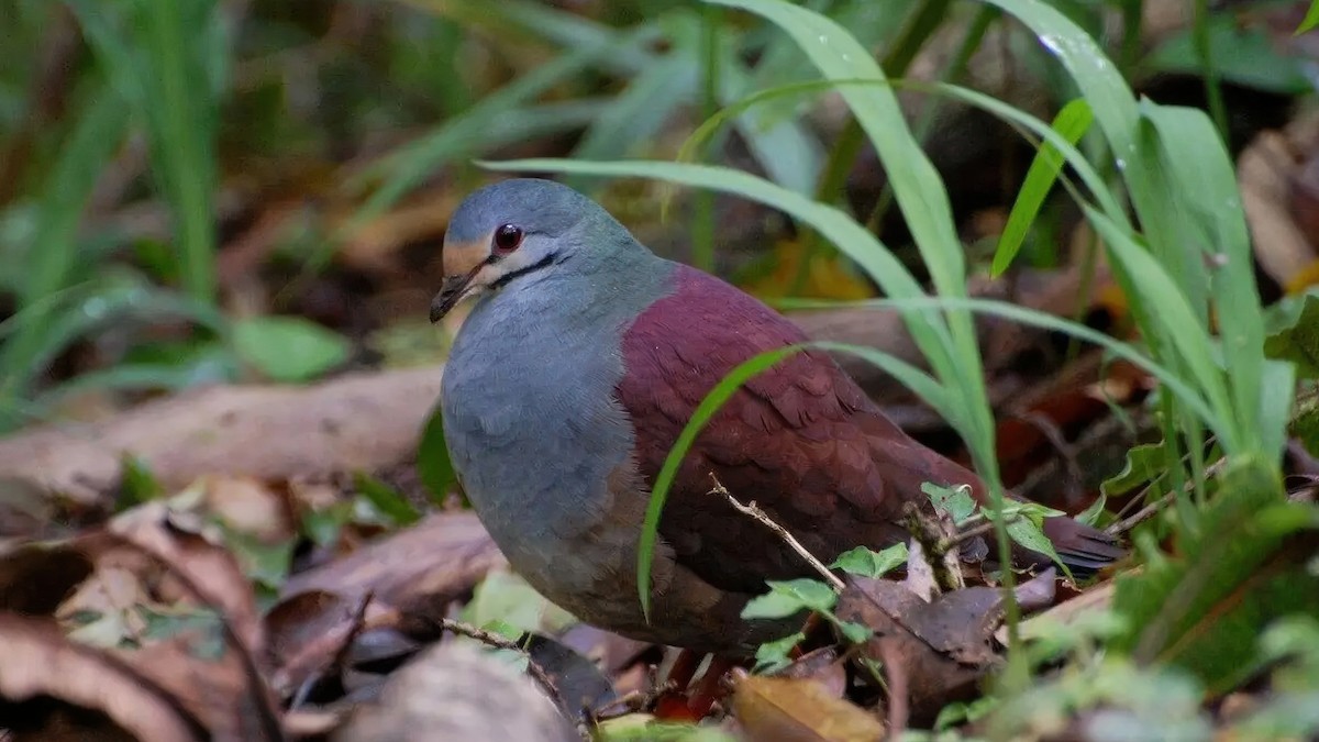 White-throated Quail-Dove - ML646142519