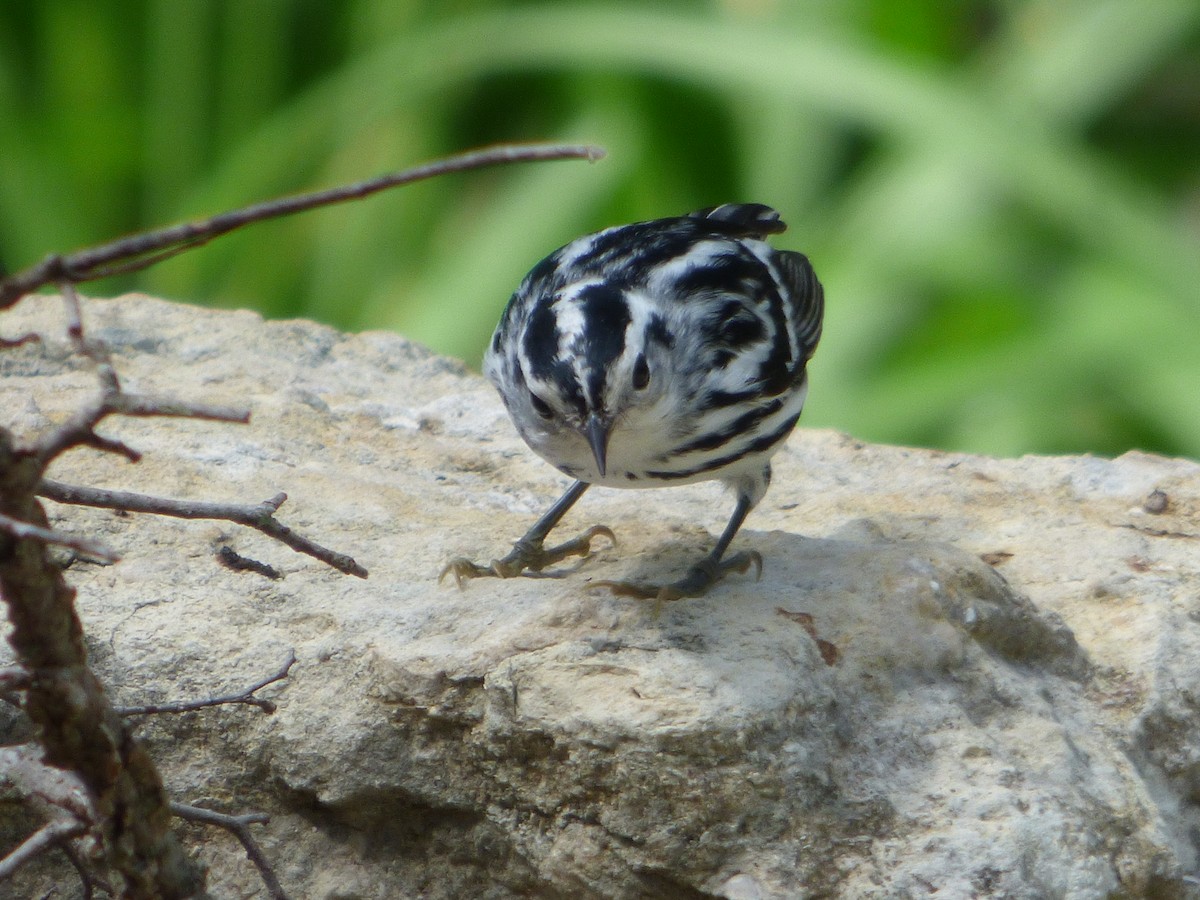 Black-and-white Warbler - ML646142520