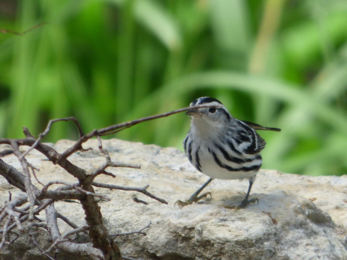 Black-and-white Warbler - ML646142521