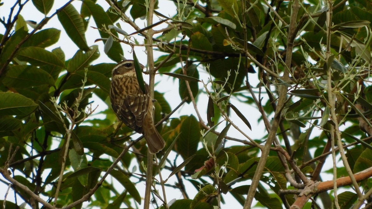 Rose-breasted Grosbeak - ML646142524