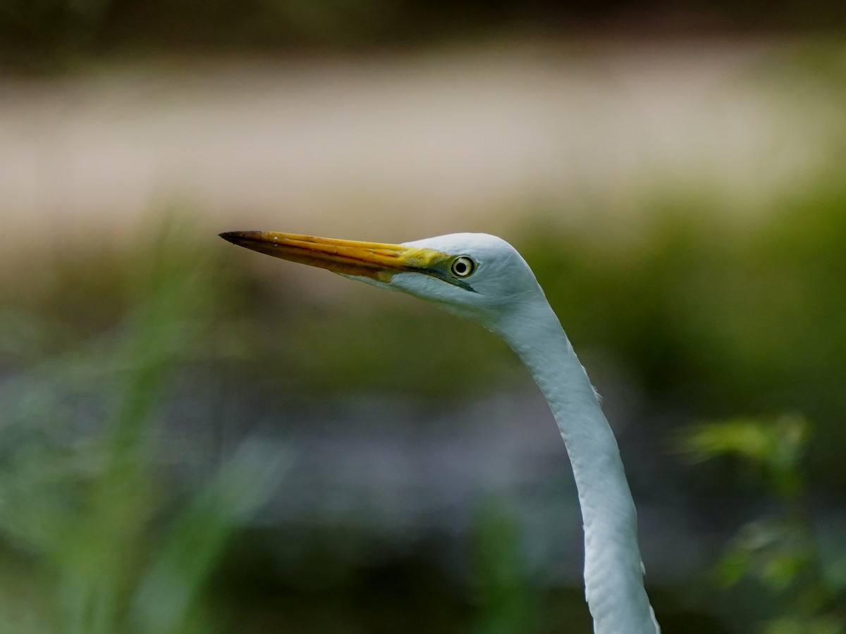 volavka bílá - ML646142527