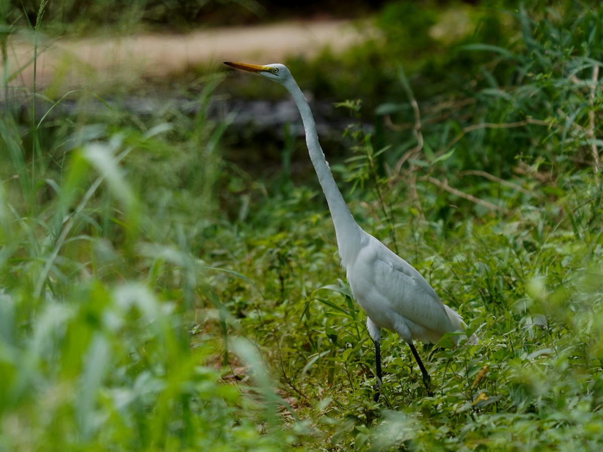 volavka bílá - ML646142528