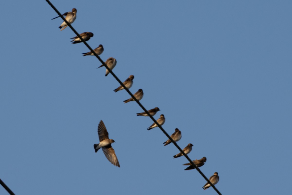 Northern Rough-winged Swallow - ML646142529