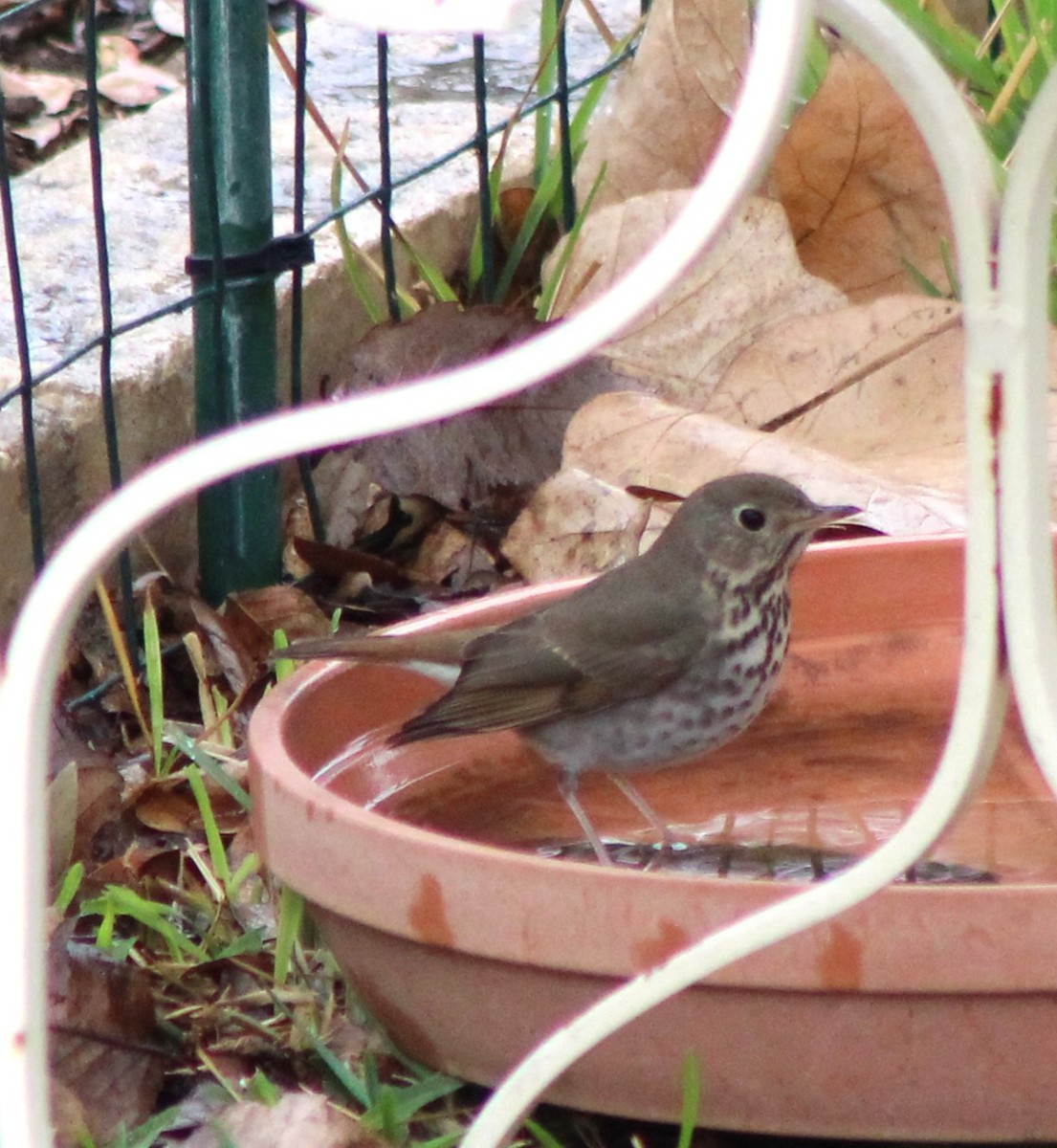 Hermit Thrush - ML646142530