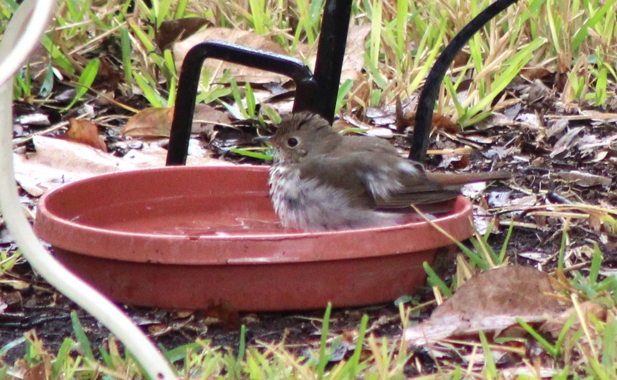 Hermit Thrush - ML646142531
