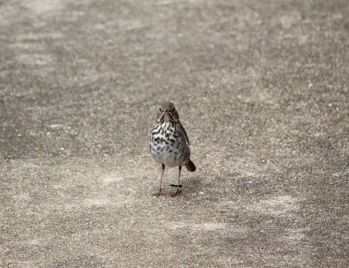 Hermit Thrush - ML646142532