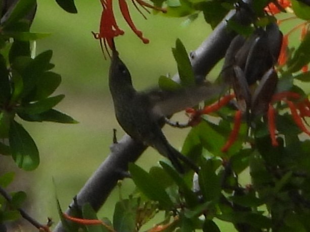 ベニイタダキハチドリ - ML646142533