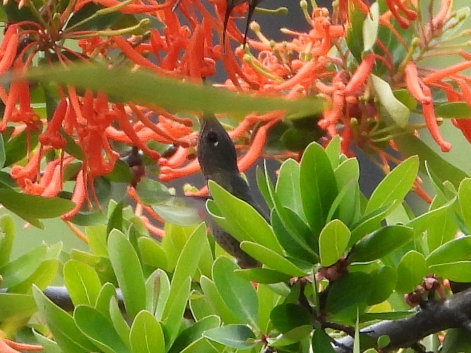 ベニイタダキハチドリ - ML646142536