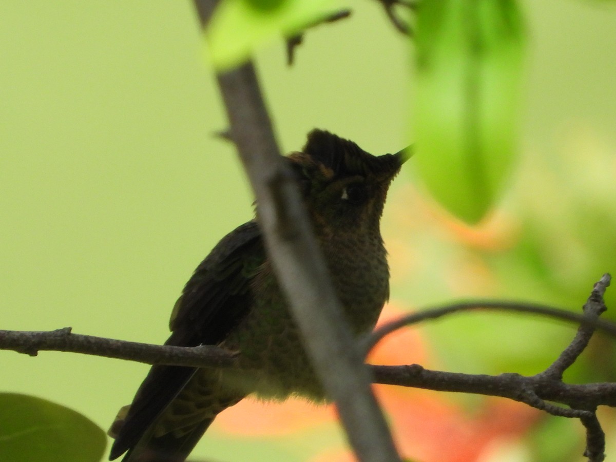 ベニイタダキハチドリ - ML646142537