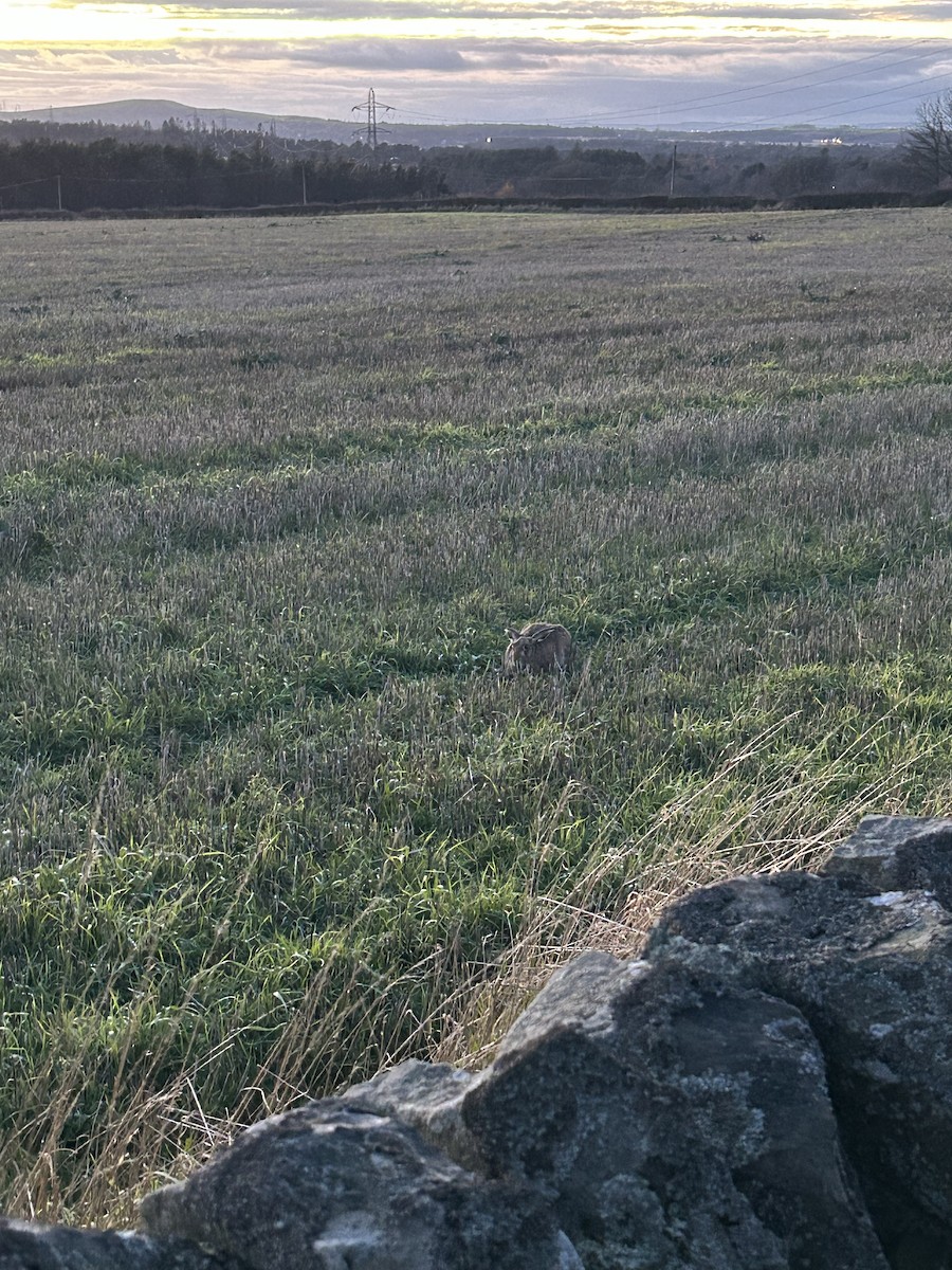 歐洲野兔 - ML646142539