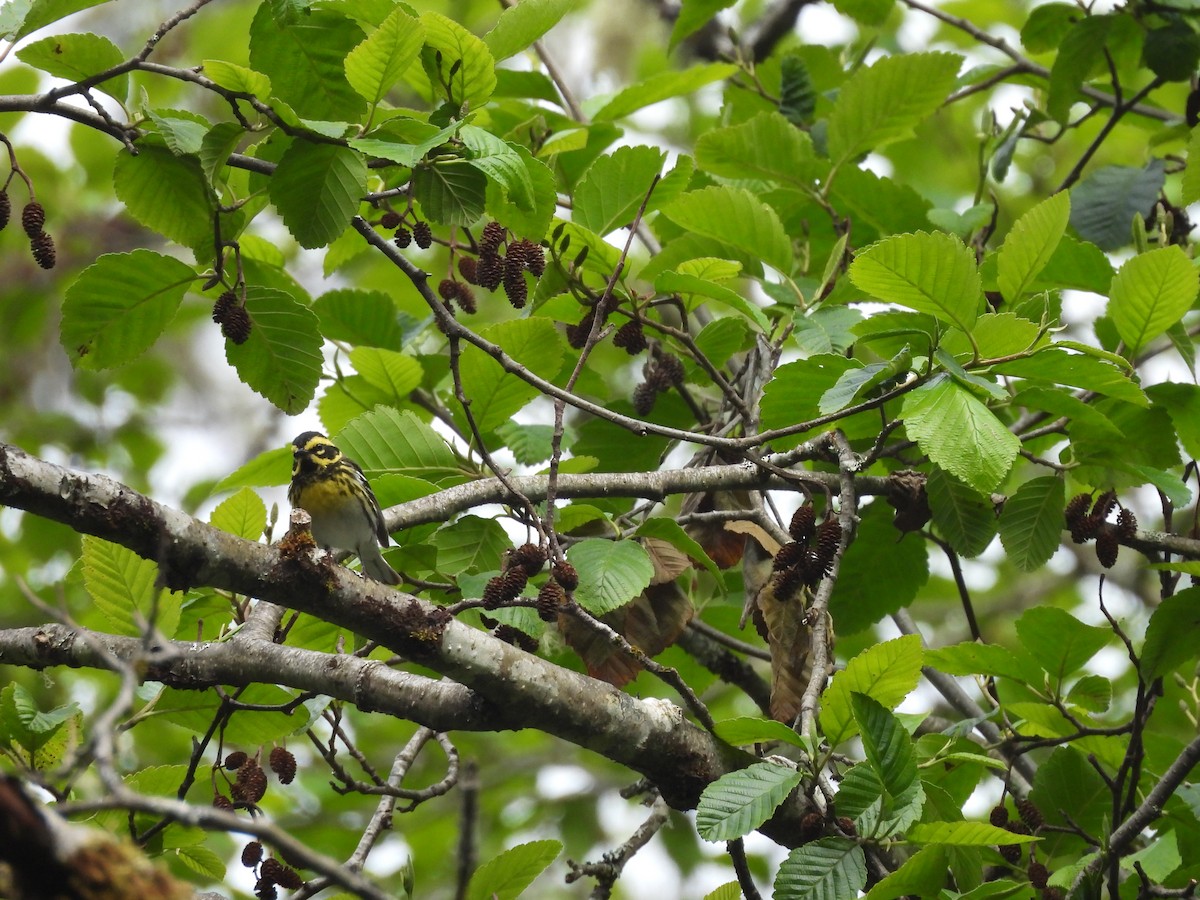 Townsend's Warbler - ML646142541