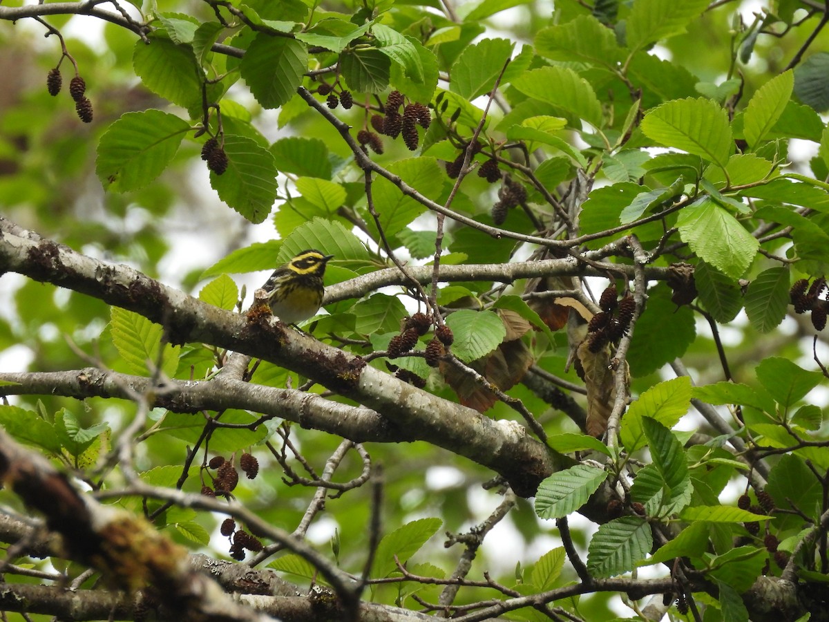 Townsend's Warbler - ML646142542