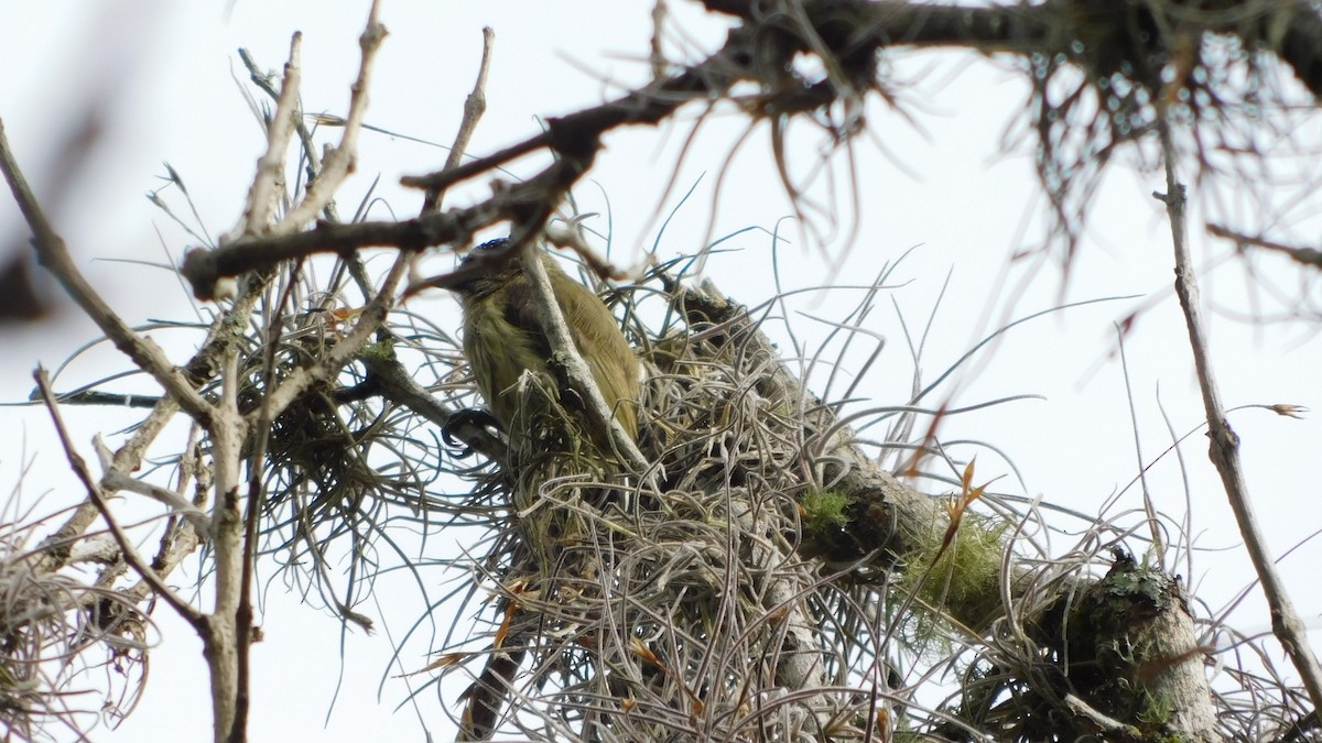 Olivaceous Piculet - ML646142546