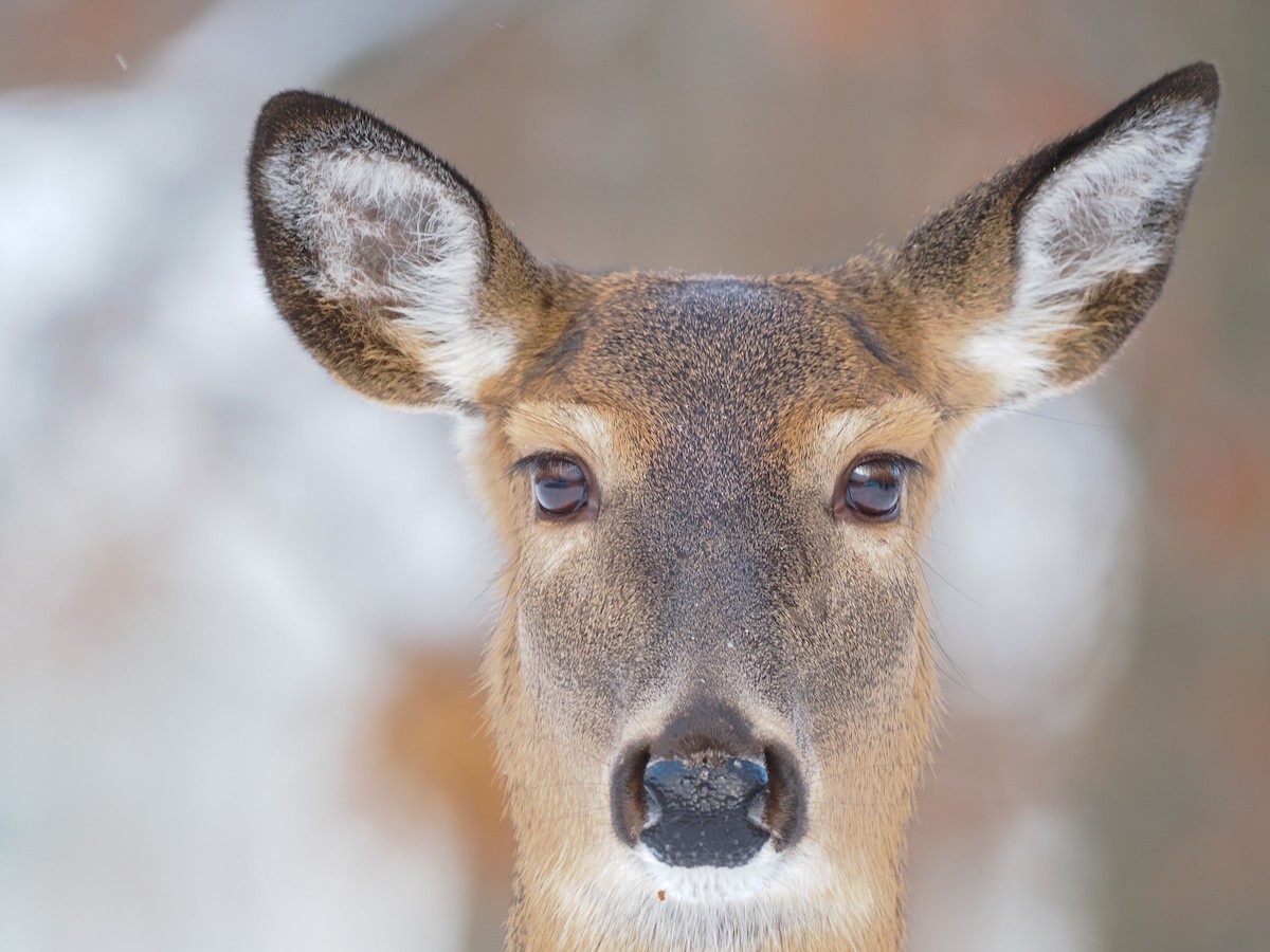 Animals - ML646142547