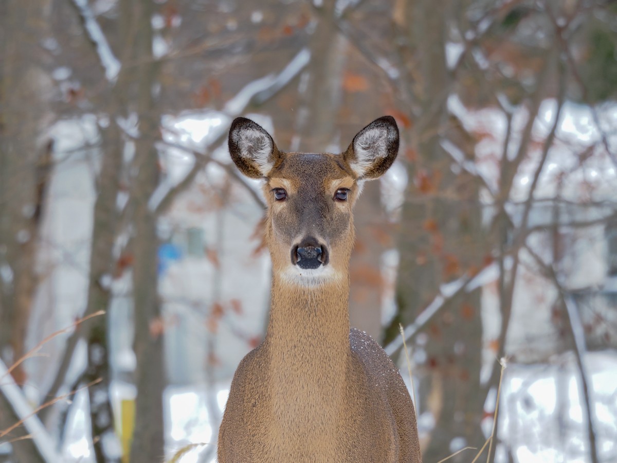 Animals - ML646142548