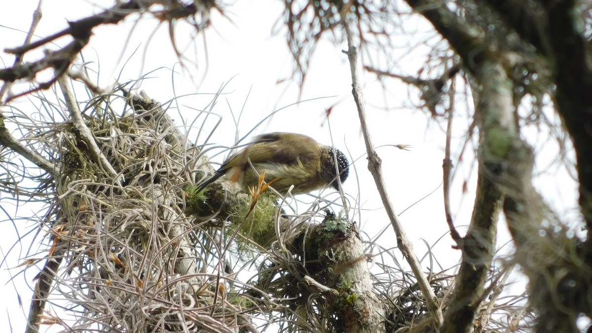 Olivaceous Piculet - ML646142549