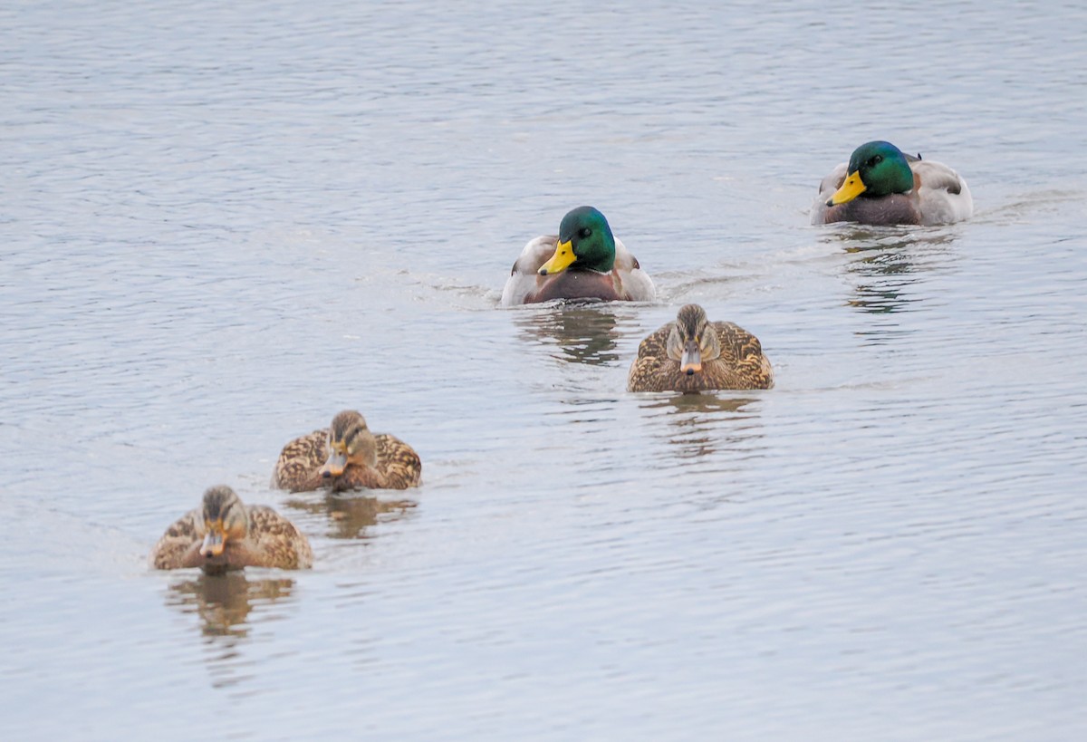 Mallard - ML646142558