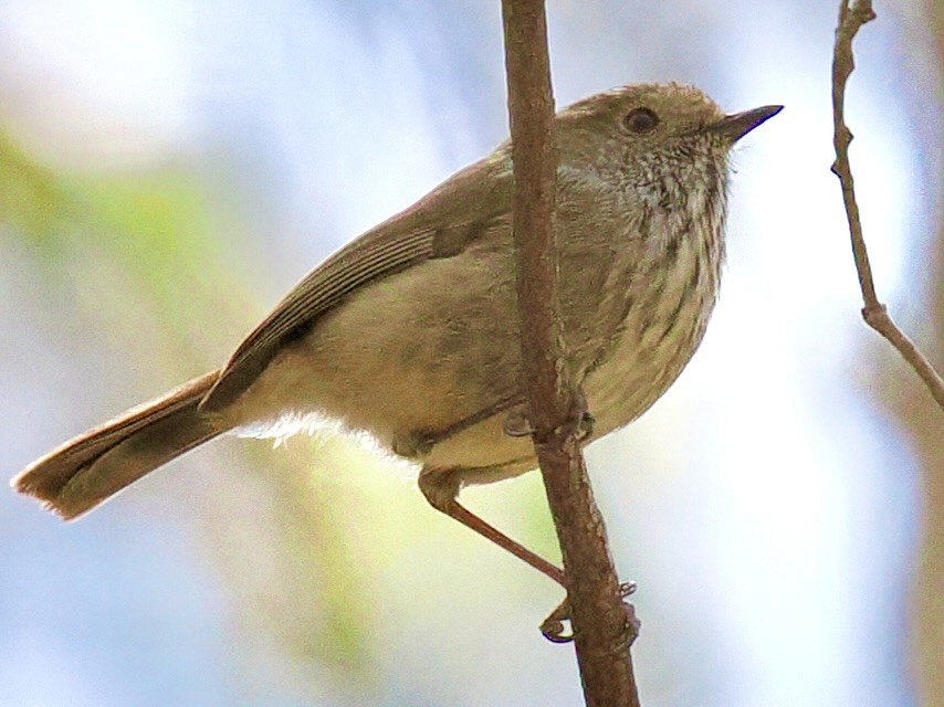 Brown Thornbill - ML646142562
