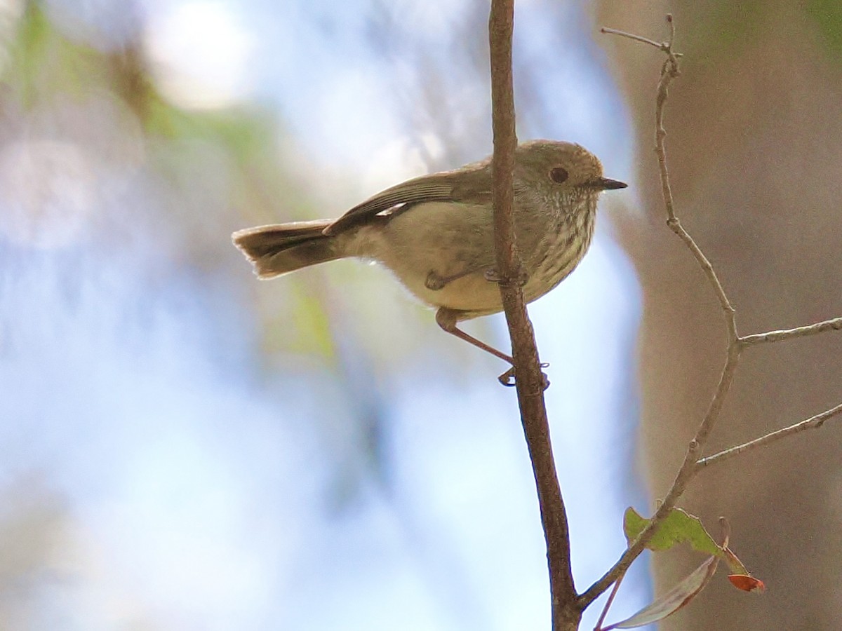 Brown Thornbill - ML646142563