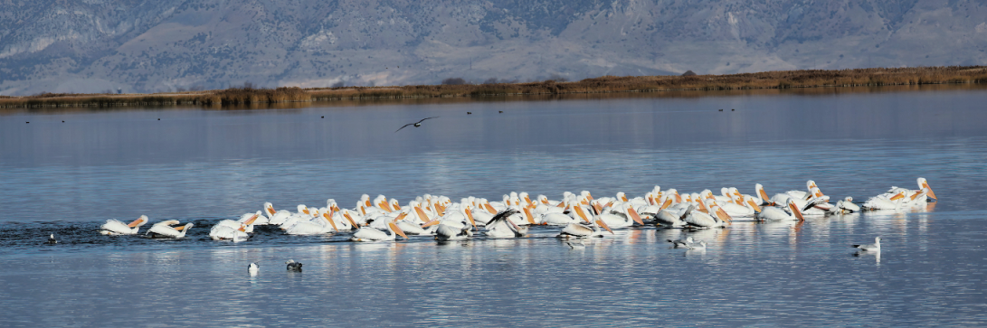 American White Pelican - ML646142564