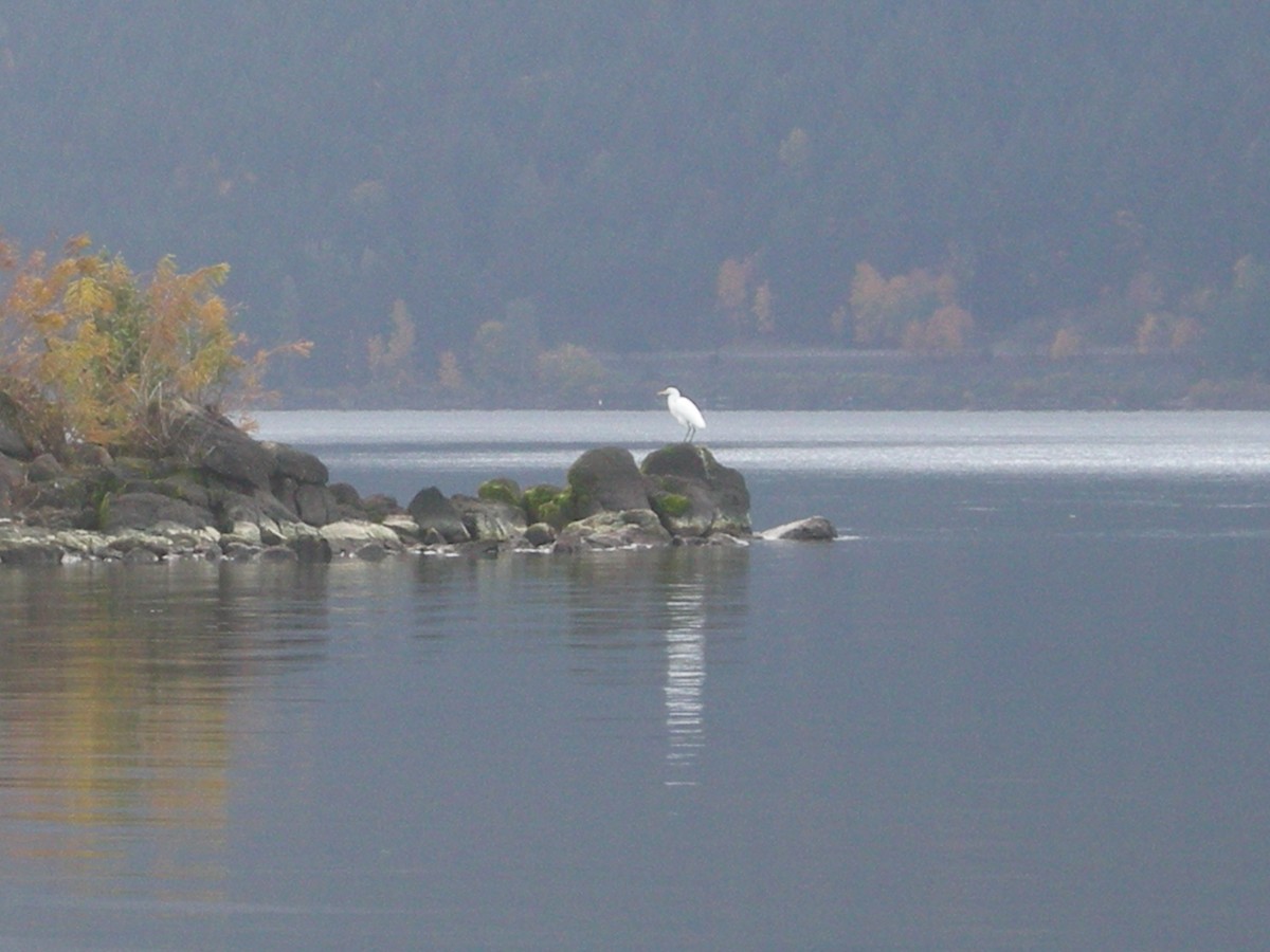 volavka bílá - ML646142565