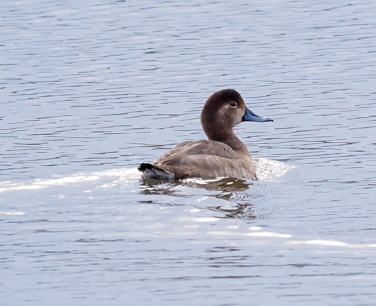 Redhead - ML646142568