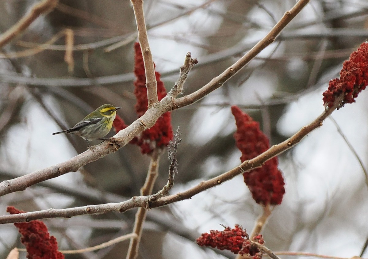 Townsend's Warbler - ML646142572