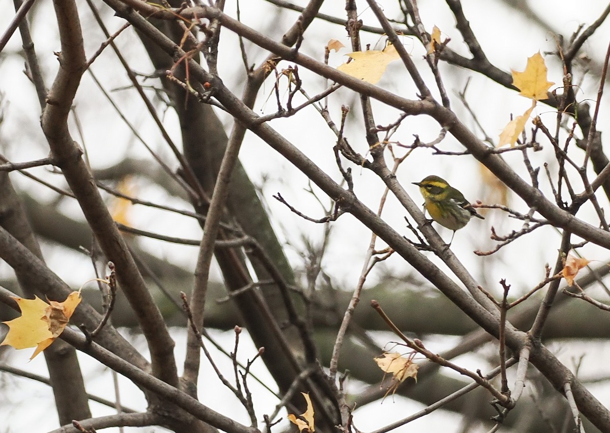 Townsend's Warbler - ML646142573