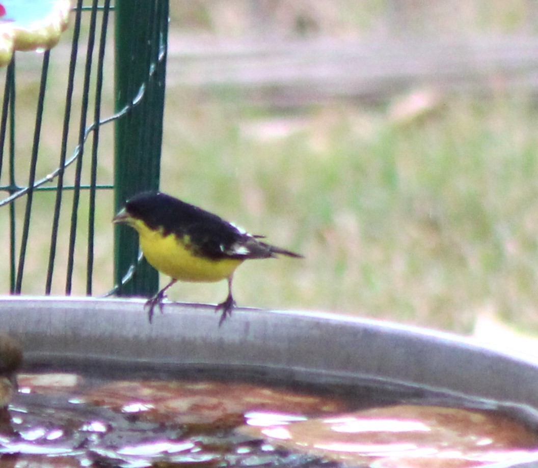 Lesser Goldfinch - ML646142576