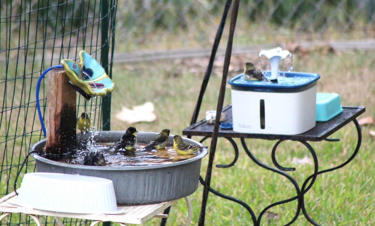 Lesser Goldfinch - ML646142577