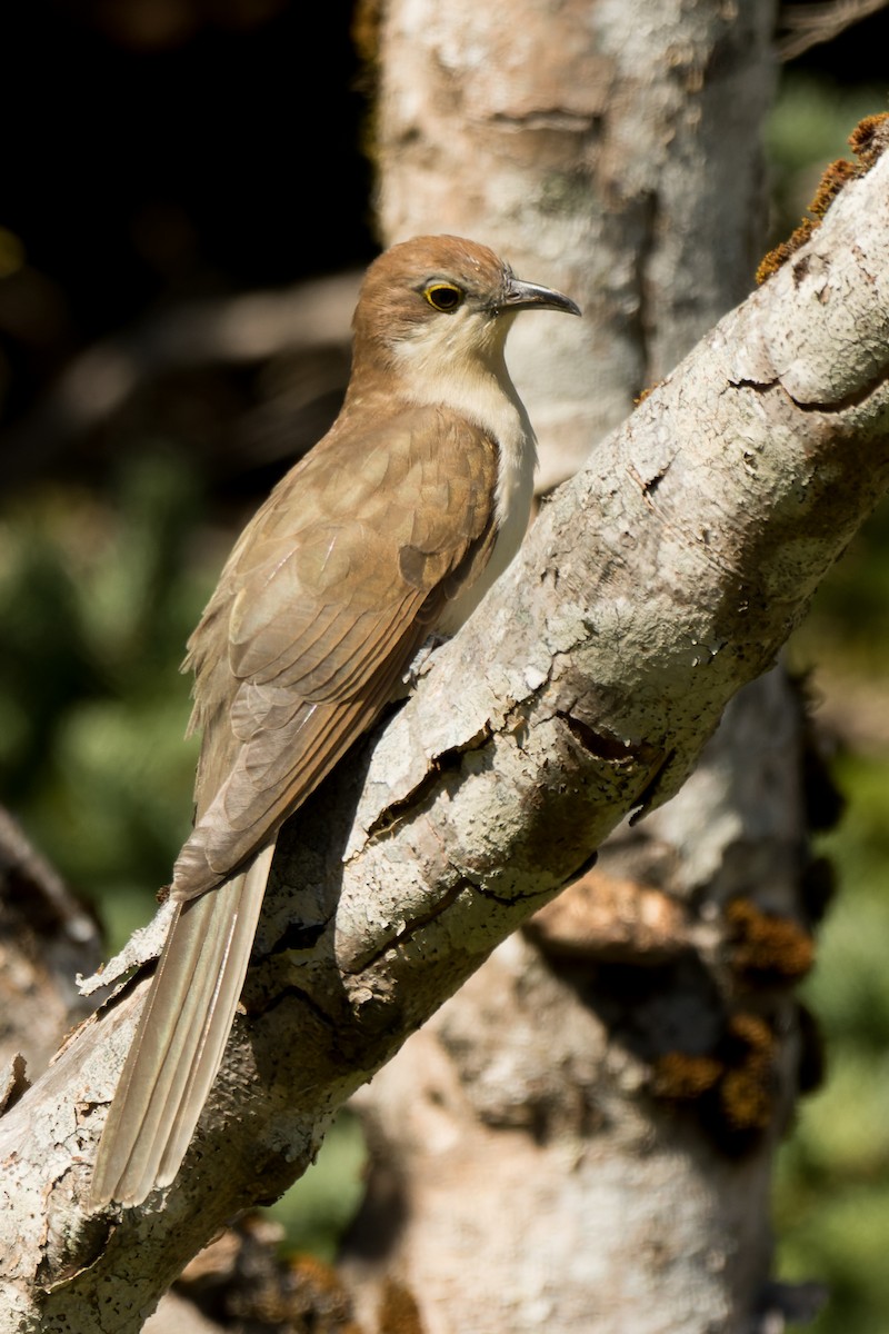 Желтоклювая пиайя - ML646142581