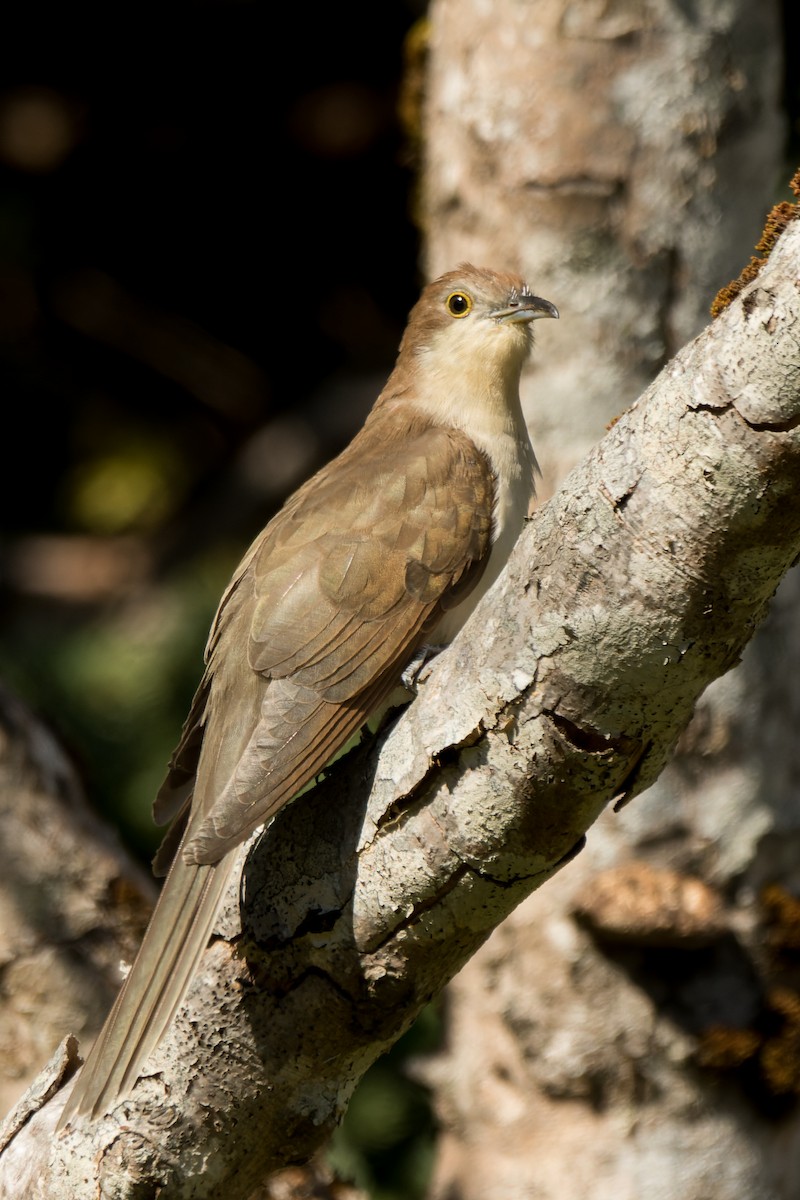 Желтоклювая пиайя - ML646142582