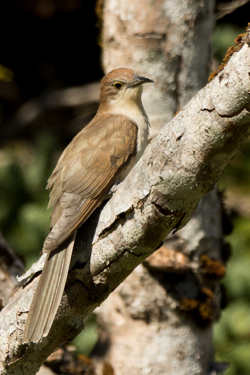 Желтоклювая пиайя - ML646142583