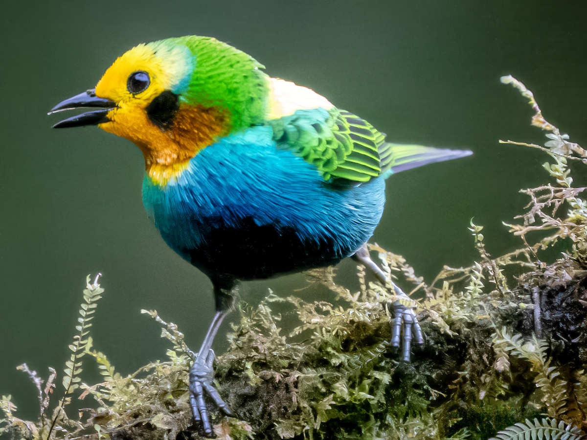 Schwarzohr-Bunttangare - ML646142594