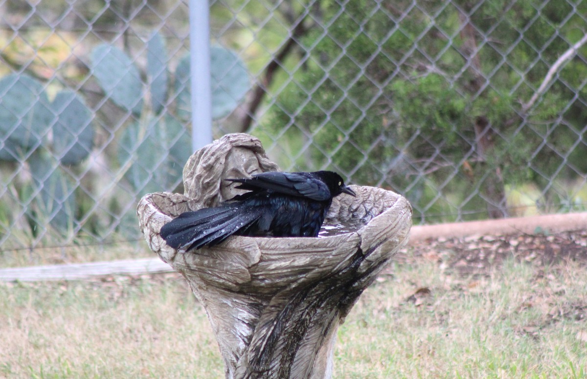 Great-tailed Grackle - ML646142595