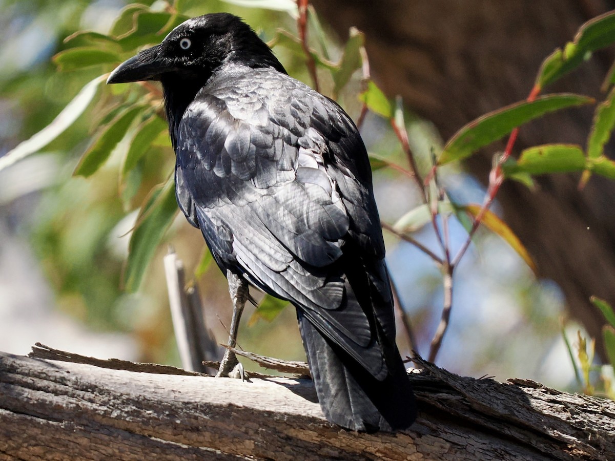 Australian Raven - ML646142596